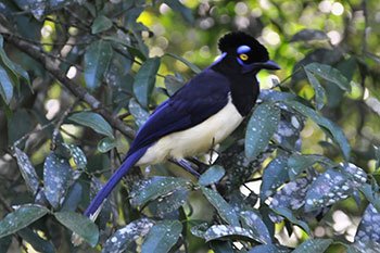 Fauna del Parque Nacional Iguazú