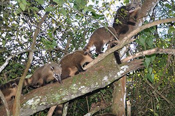 Fauna del Parque Nacional Iguazú